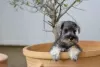 Additional photos: Miniature Schnauzer pepper and salt