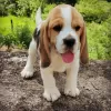 Photo №2 to announcement № 128334 for the sale of beagle - buy in Germany private announcement