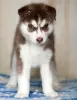 Additional photos: Red blue eyed husky puppies