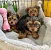 Photo №1. yorkshire terrier - for sale in the city of Berlin | negotiated | Announcement № 119709