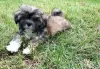 Photo №1. shih tzu - for sale in the city of Tampa | Is free | Announcement № 99901