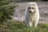 Photo №4. I will sell samoyed dog in the city of Wyszków. breeder - price - 1268$