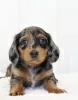 Photo №2 to announcement № 105231 for the sale of dachshund - buy in Germany breeder