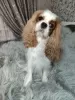 Additional photos: Cavalier King Charles Spaniel puppies for sale