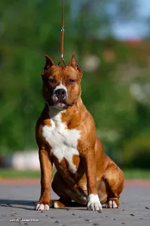 Additional photos: The kennel offers chic puppies for the American Staffordshire Terrier!