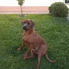 Photo №4. I will sell rhodesian ridgeback in the city of Janopol. breeder - price - 528$