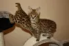 Photo №1. savannah cat - for sale in the city of Bristol | 1057$ | Announcement № 99684