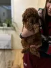 Additional photos: Red toy poodle puppies