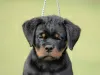 Photo №1. rottweiler - for sale in the city of Нови Сад | negotiated | Announcement № 70599