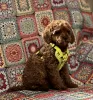 Additional photos: Toy Poodle Puppies