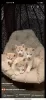 Photo №2 to announcement № 8875 for the sale of siberian husky - buy in Ukraine private announcement