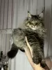 Photo №2 to announcement № 127836 for the sale of maine coon - buy in Belarus from nursery