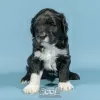 Photo №1. portuguese water dog - for sale in the city of Evora | negotiated | Announcement № 98481