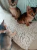 Photo №3. Abyssinian kittens. Belarus