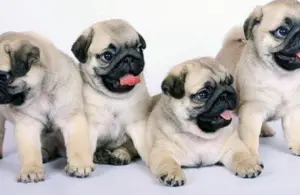 Photo №1. pug - for sale in the city of Zaporizhia | 350$ | Announcement № 3785