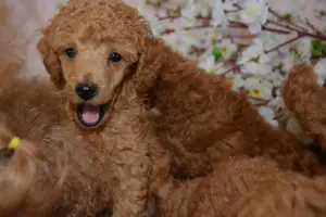 Additional photos: Lovely toy poodle babies