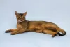 Photo №3. Zhorik is a young Abyssinian cat.. Russian Federation