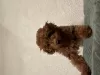 Photo №3. Toy poodle. United States