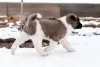 Photo №2 to announcement № 33084 for the sale of american akita - buy in Belarus private announcement, breeder