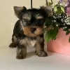 Additional photos: Yorkshire terriers puppies