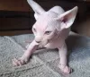 Additional photos: Three Sphynx boys are looking for a family.