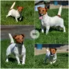 Additional photos: Puppies Jack Russell from the kennel