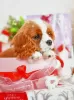 Additional photos: Cavalier King Charles Spaniel