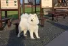 Additional photos: Samoyed puppies