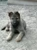 Additional photos: German Shepherd puppies