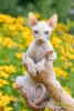 Photo №2 to announcement № 11479 for the sale of sphynx-katze - buy in Belarus from nursery, breeder