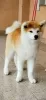 Photo №4. I will sell akita in the city of Kruševac. breeder - price - negotiated