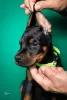 Additional photos: Doberman puppies