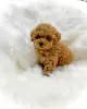 Photo №1. poodle (toy) - for sale in the city of Orbe | 424$ | Announcement № 129275