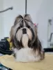 Photo №3. I sell Shih Tzu puppies FCI documents. Romania