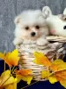 Photo №2 to announcement № 23513 for the sale of pomeranian - buy in Lithuania breeder