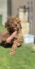 Photo №1. poodle (toy) - for sale in the city of Inđija | negotiated | Announcement № 99109