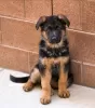 Photo №2 to announcement № 122133 for the sale of german shepherd - buy in United Kingdom private announcement, from nursery, from the shelter