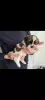 Additional photos: Insanely beautiful Shih Tzu puppies