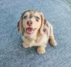 Additional photos: DACHSHUND PUPPY