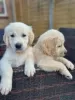 Photo №1. golden retriever - for sale in the city of Nurmijärvi | Is free | Announcement № 127885