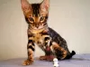 Additional photos: Bengal kittens