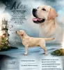 Photo №1. labrador retriever - for sale in the city of Рупя | negotiated | Announcement № 88054