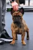 Photo №1. french bulldog - for sale in the city of Lidosta 