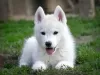 Photo №1. siberian husky - for sale in the city of Ниш | 282$ | Announcement № 128115