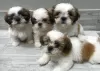 Photo №1. shih tzu - for sale in the city of Nuremberg | Is free | Announcement № 83082