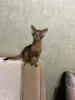 Photo №4. I will sell abyssinian cat in the city of Minsk. private announcement, from nursery - price - 642$