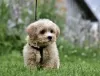 Photo №2 to announcement № 11651 for the sale of poodle (toy) - buy in Latvia breeder