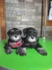 Photo №1. schnauzer - for sale in the city of Leskovac | negotiated | Announcement № 65931