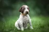 Photo №3. Shorthaired Pointer puppies. Belarus