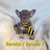 Additional photos: French bulldog puppy, exotic